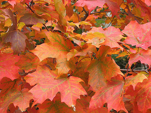 280276034_0dc6a1a5d2_z