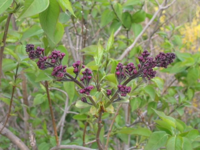 498894769_c0bc592771_o