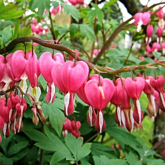 Bleeding-Heart-1_medium