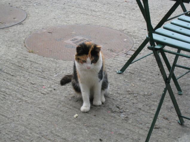 4980631629_54ace111f6_o